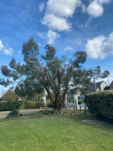 Photo de galerie - étêtage 