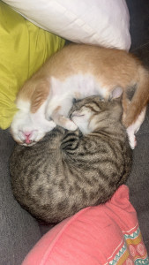 Photo de galerie - Deux bébés que j’ai gardé