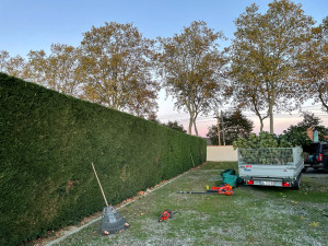 Photo de galerie - Taille haie de leyland au carré 
