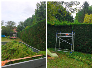 Photo de galerie - Taille haie thuyas sur 3 faces avec évacuation 