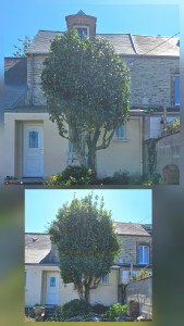 Photo de galerie - Coupe d'un camélia 