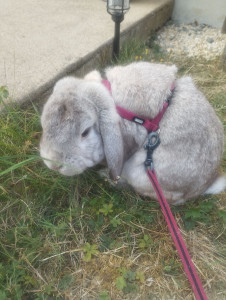 Photo de galerie - En balade dans le jardin.