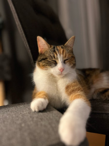 Photo de galerie - Garde chat