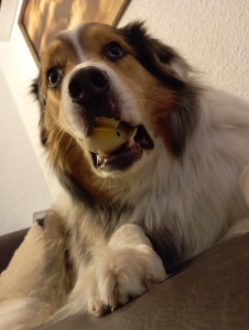 Photo de galerie - Photo d'une garde de chien