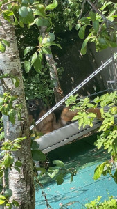 Photo de galerie - Garde chien