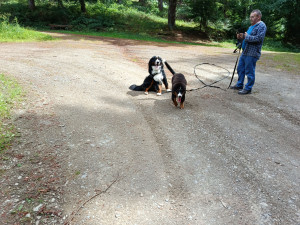 Photo de galerie - Asko et Balou en promenade 