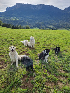 Photo de galerie - Garde chien