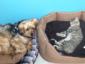 Photo de galerie - Garde chien et chat 