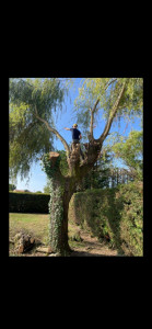Photo de galerie - Elagage et coupe d'arbres