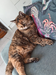 Photo de galerie - J’ai été vraiment heureuse de pouvoir m’occuper de votre chat. C’est un compagnon adorable et attachant, et j’ai pris beaucoup de plaisir à veiller sur elle pendant votre absence.
J'espère pouvoir recommencer à nouveau ! 