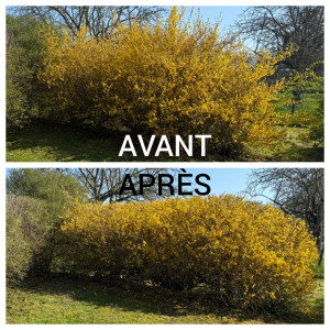 Photo de galerie - Taille d'arbustes