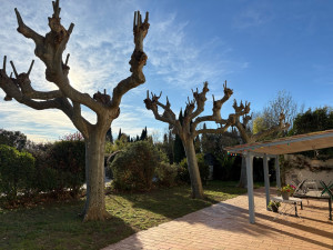 Photo de galerie - Platane 