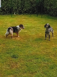 Photo de galerie - Voyou et Udine en garde 


