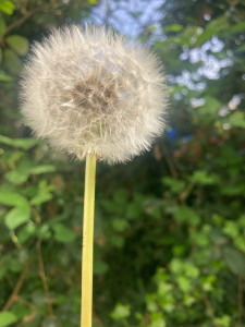 Photo de galerie - Cherche une personne pour tondre la pelouse dans mon jardin car ma tondeuse m’a lâché et l’herbe est haute 
