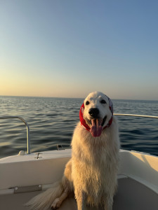 Photo de galerie - LYCAN