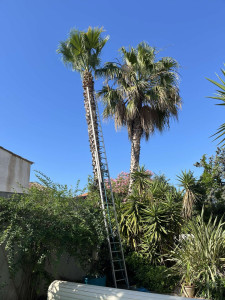 Photo de galerie - Taille de palmier, d’une hauteur d’environ 10 m.    photo 1