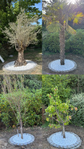 Photo de galerie - À la demande des clients, les entourages de leurs arbres ont été fait dans l’attente de refaire le gazon par le suite 