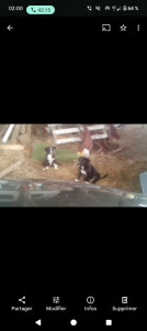 Photo de galerie - Garde de chien a domicile prestation a voir en fonction de votre chien 