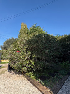 Photo de galerie - Taille de haies et d'arbustes