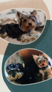 Photo de galerie - Loulou & Gaston les petits coquins