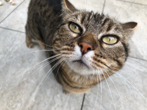 Photo de galerie - Noisette, ma petite chatte