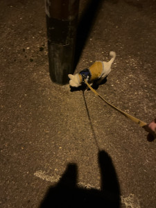 Photo de galerie - Balade du matin avec mon chien 