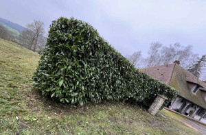 Photo de galerie - Taille de haie