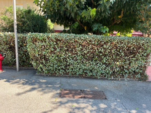 Photo de galerie - Taille haie 