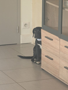 Photo de galerie - Petit Button