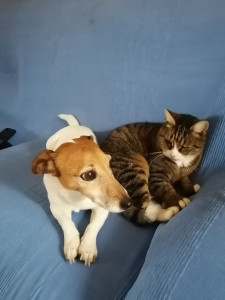 Photo de galerie - Garde dun chien et d'un chat