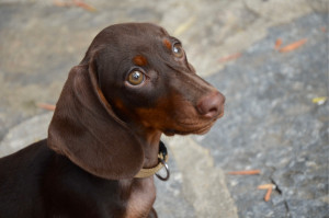 Photo de galerie - Le petit Clark ✨