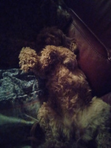 Photo de galerie - Garde chien