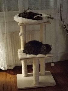Photo de galerie - Garde chat