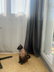 Photo de galerie - J’ai gardé ce beau chat pendant 15jours 