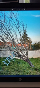 Photo de galerie - Abattage d'arbre menaçant de tomber