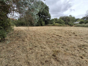 Photo de galerie - Tonte de pelouse - Débroussaillage