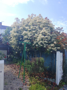 Photo de galerie - Elagage et coupe d'arbres