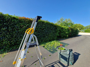 Photo de galerie - Taille de haies et d'arbustes