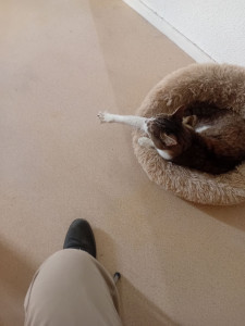 Photo de galerie - Tigrou, mon chat de 15 ans vous montre la bonne direction.