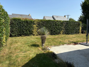 Photo de galerie - Taille de haies et d'arbustes