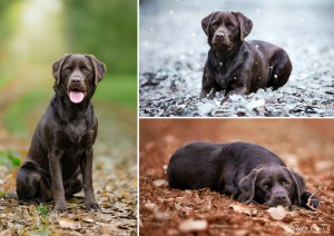 Photo de galerie - Exemple de photos que je peux réaliser de vos animaux