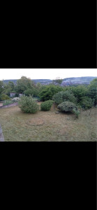 Photo de galerie - Tonte de pelouse - Débroussaillage