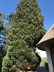 Photo de galerie - Elagage et coupe d'arbres