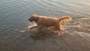 Photo de galerie - Garde chien