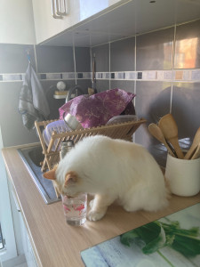 Photo de galerie - Garde de Moon