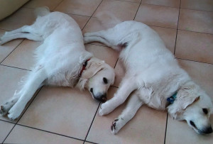 Photo de galerie - Golden retriever 