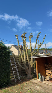 Photo de galerie - Élagage arbre moyens