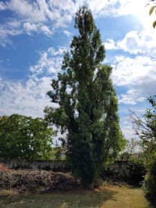 Photo de galerie - Abattage arbre 