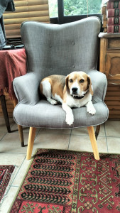 Photo de galerie - Un petit chien ? que j'ai gardé 