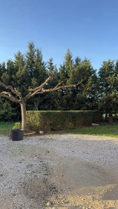 Photo de galerie - Taille d'un mûrier et d'une haie de laurier sauce.